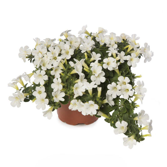 Petunia Itsy White - View 1 from www redcrocus com