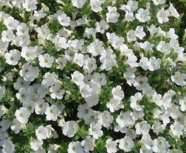 Petunia Itsy White - View 2 from www redcrocus com