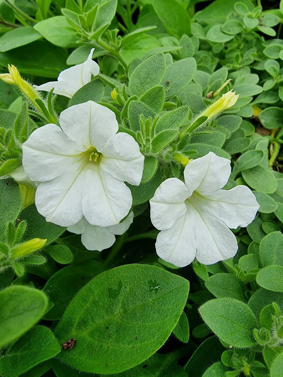 Petunia Itsy White - View 4 from www redcrocus com