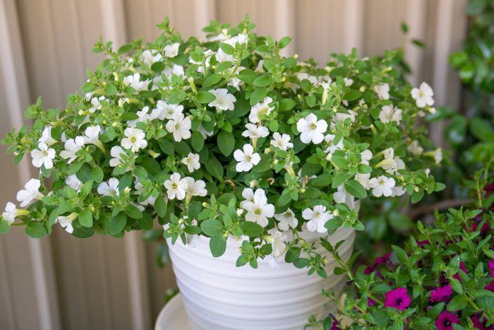 Petunia Itsy White - View 5 from www redcrocus com