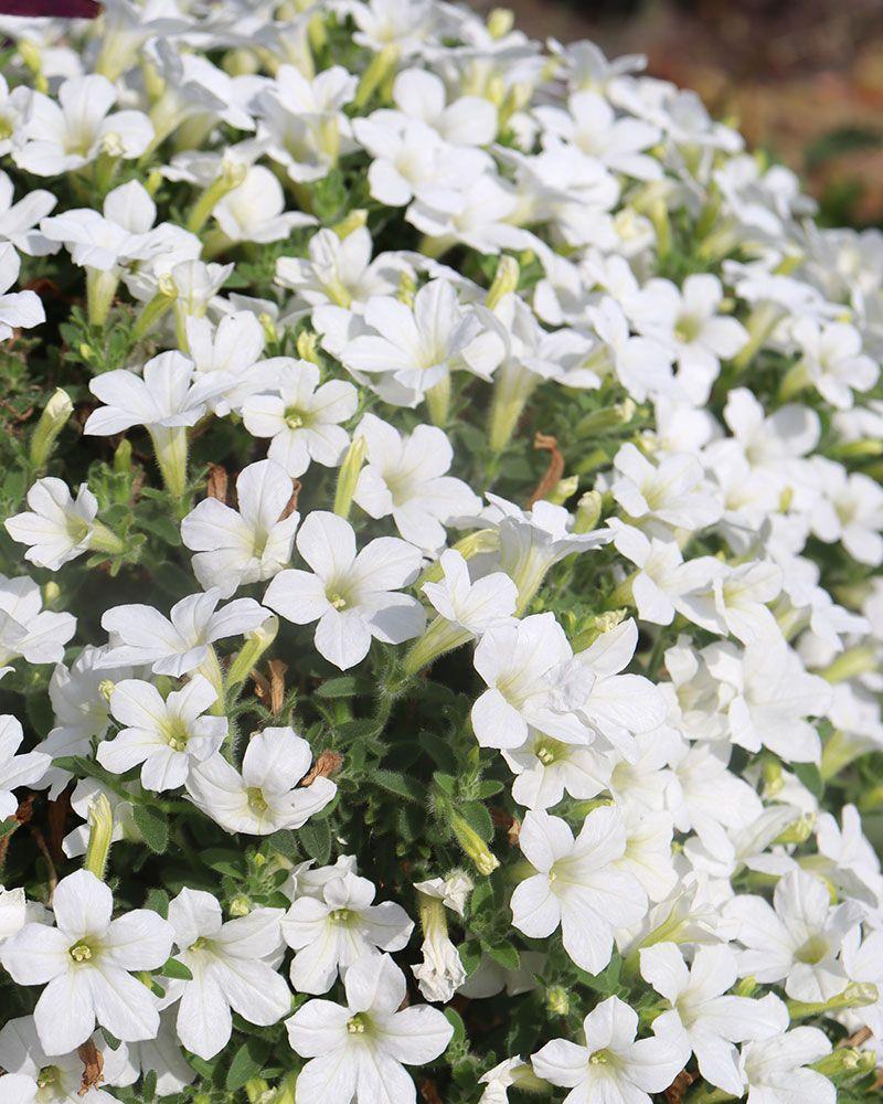 Petunia Itsy White - View 6 from www redcrocus com