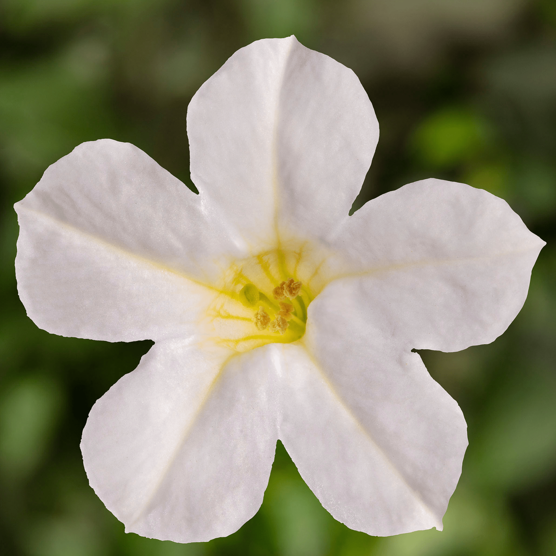 Petunia Itsy White - View 7 from www redcrocus com