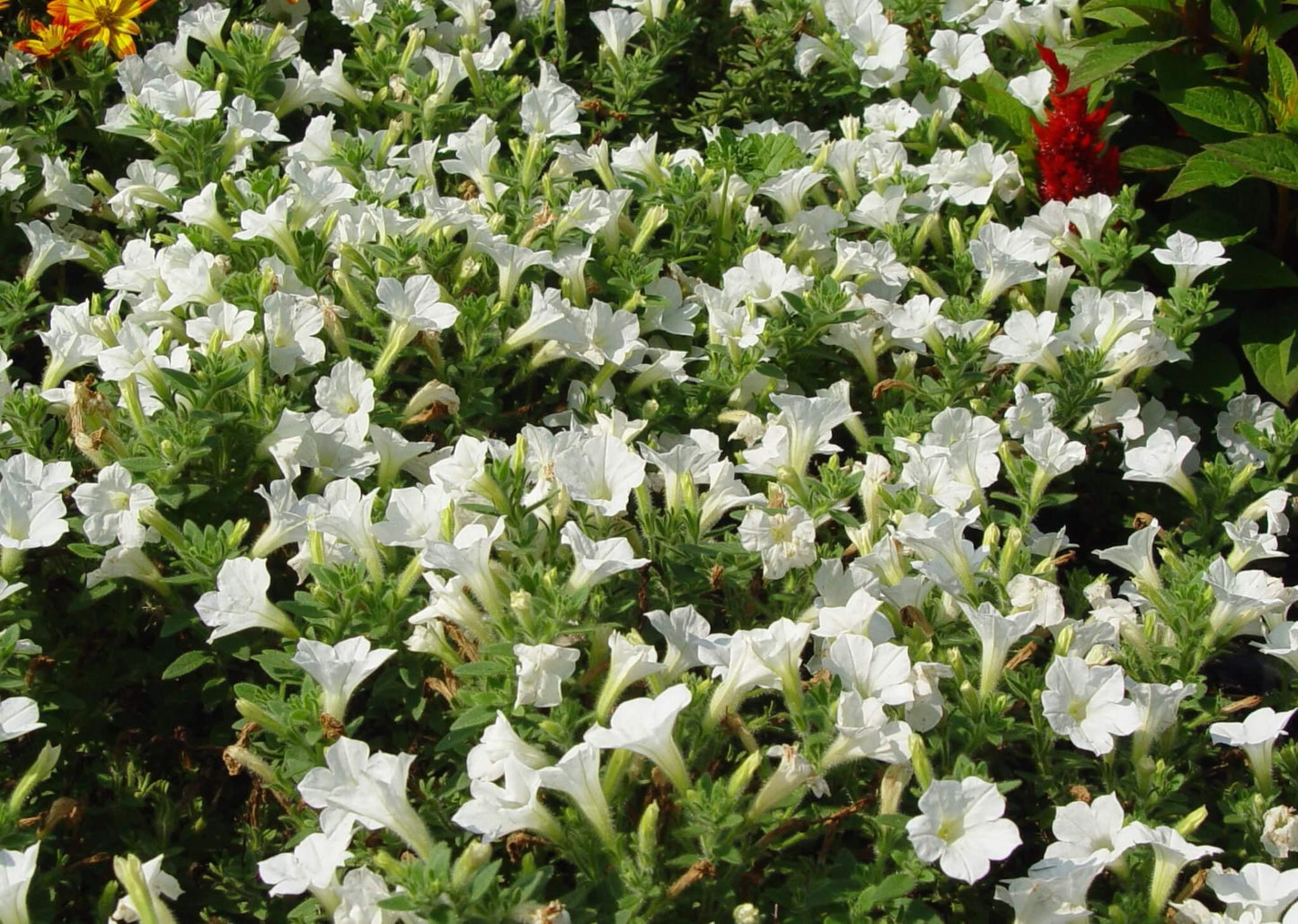 Petunia Itsy White - View 8 from www redcrocus com