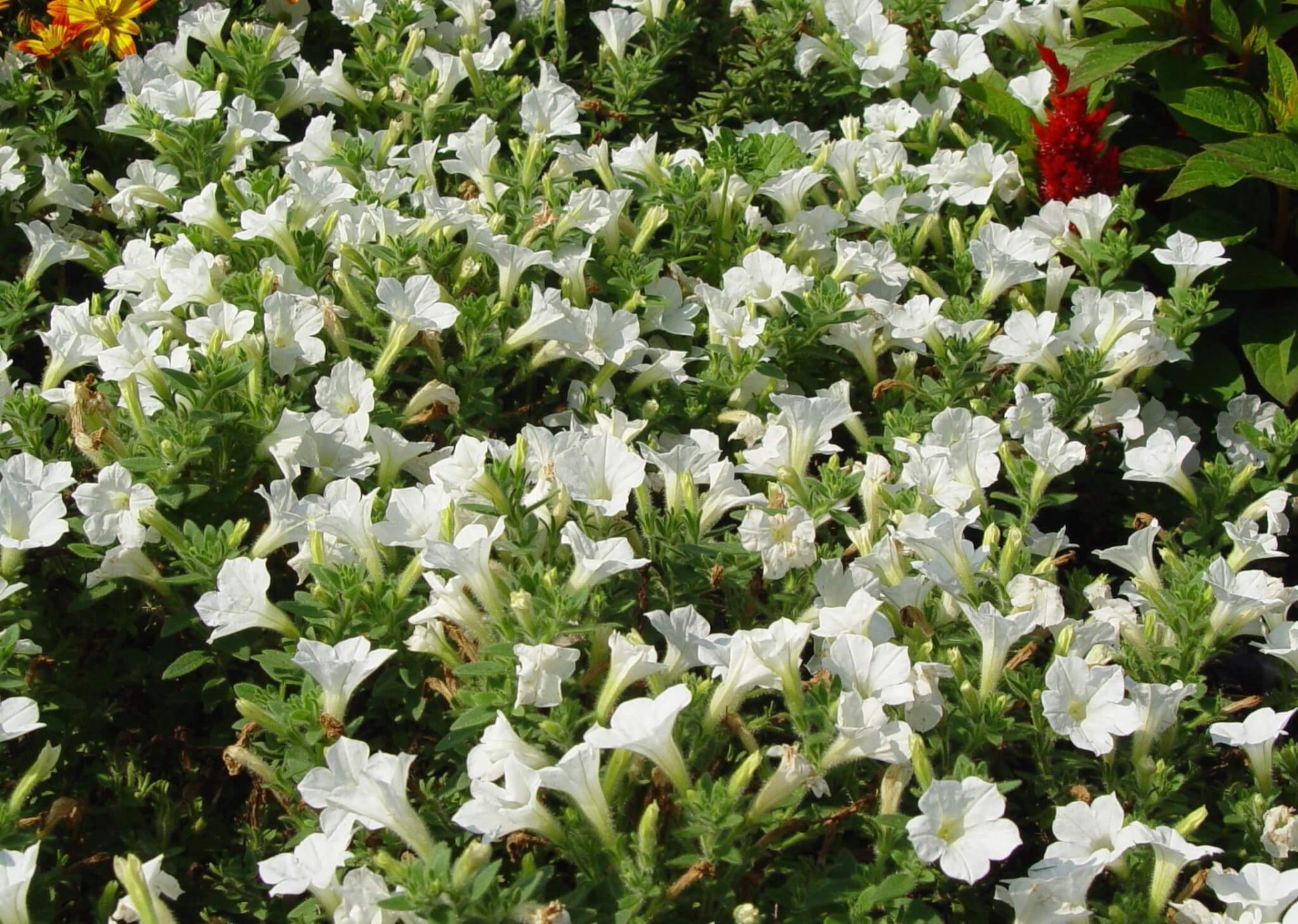 Petunia Itsy White - View 8 from www redcrocus com