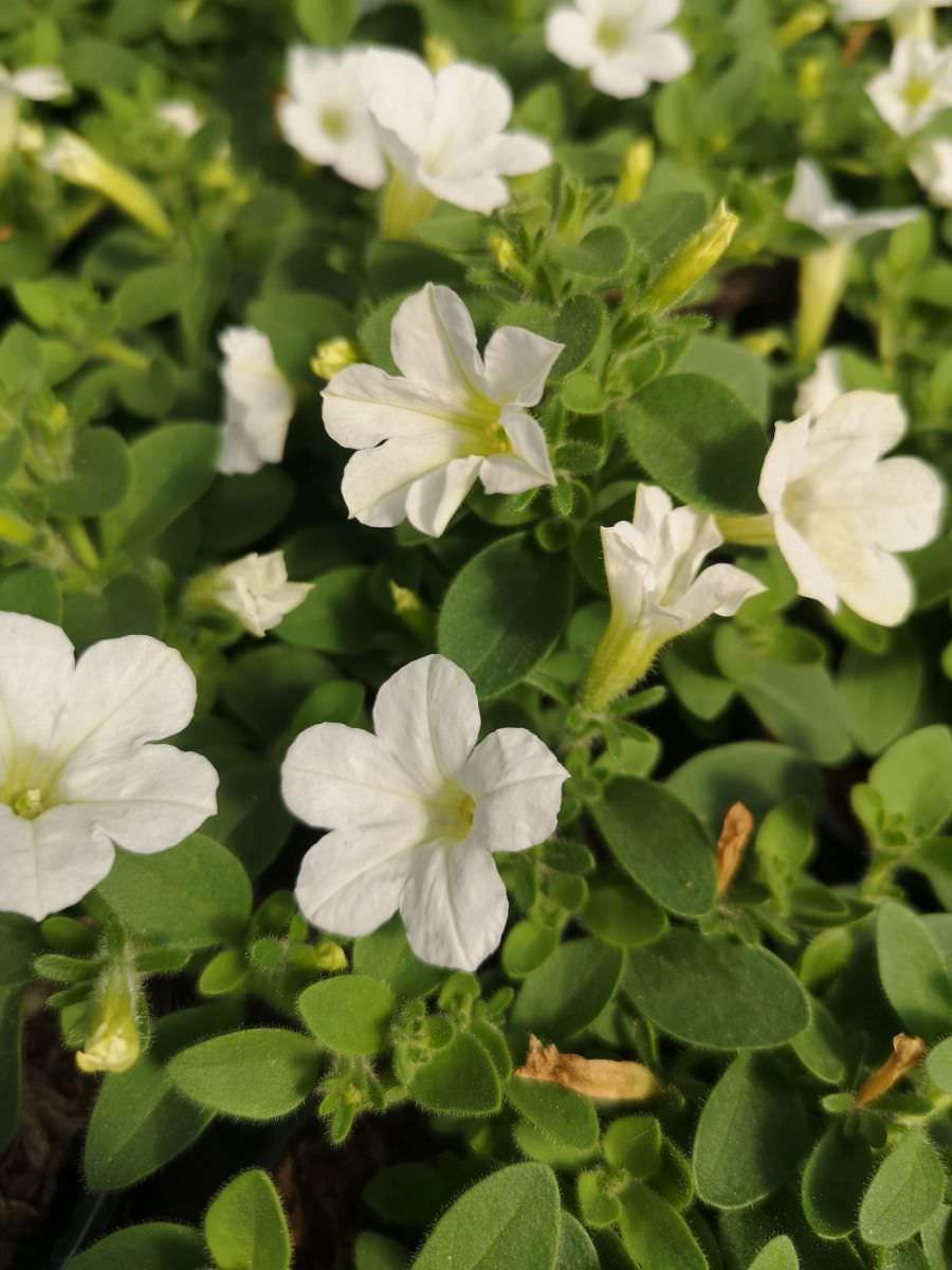 Petunia Itsy White - View 9 from www redcrocus com