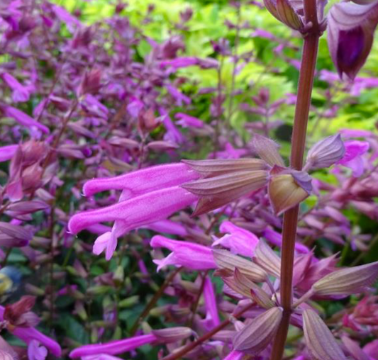 Salvia Skyscraper Pink - View 1 from www redcrocus com