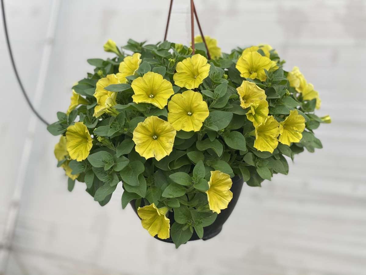 Petunia Capella Hello Yellow - View 10 from www redcrocus com