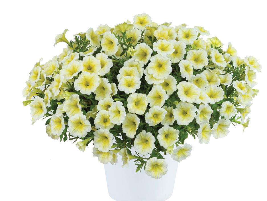 Petunia Capella Hello Yellow - View 11 from www redcrocus com