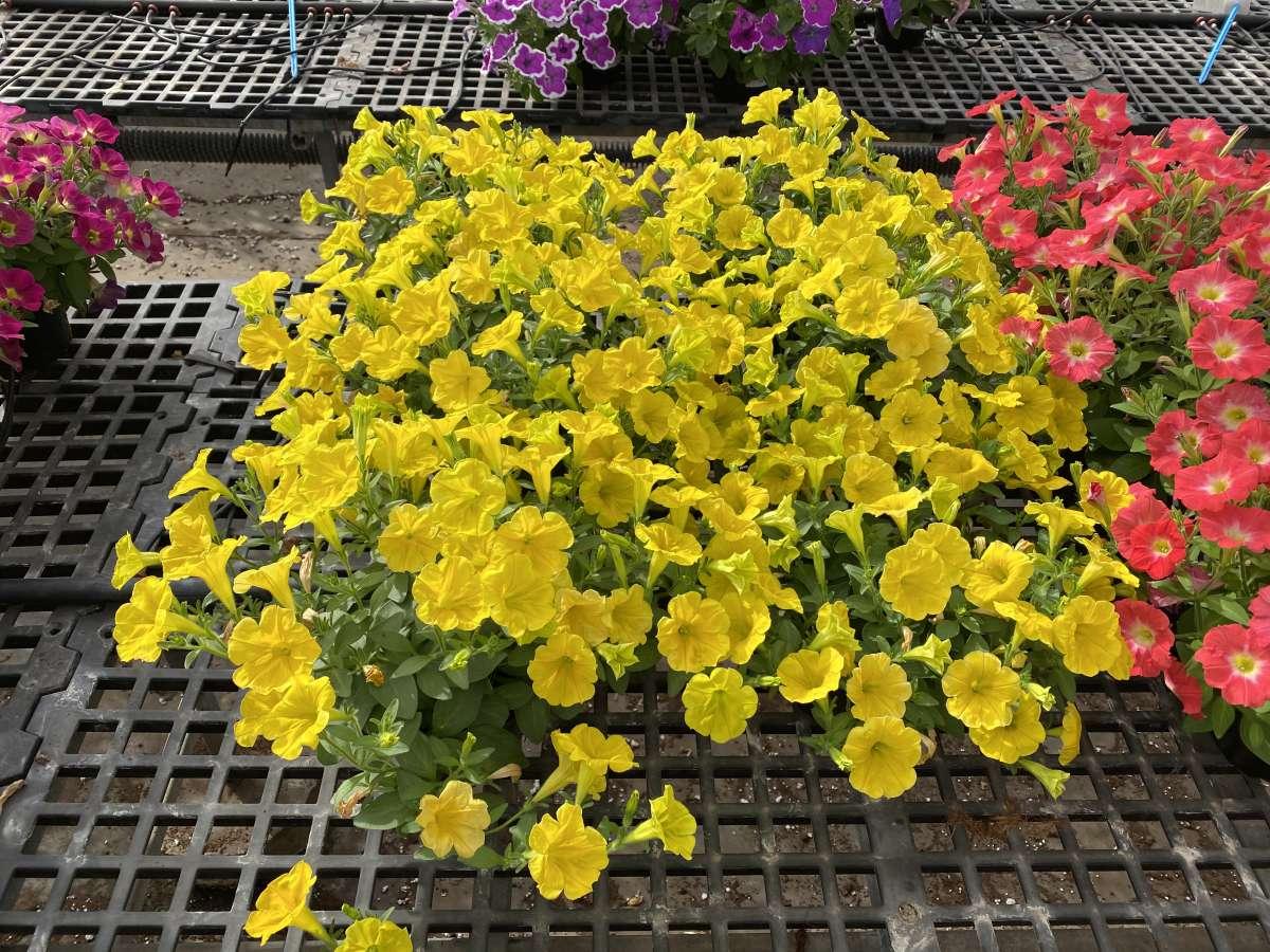 Petunia Capella Hello Yellow - View 12 from www redcrocus com