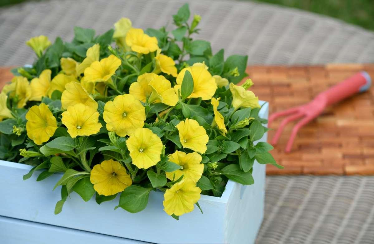 Petunia Capella Hello Yellow - View 13 from www redcrocus com
