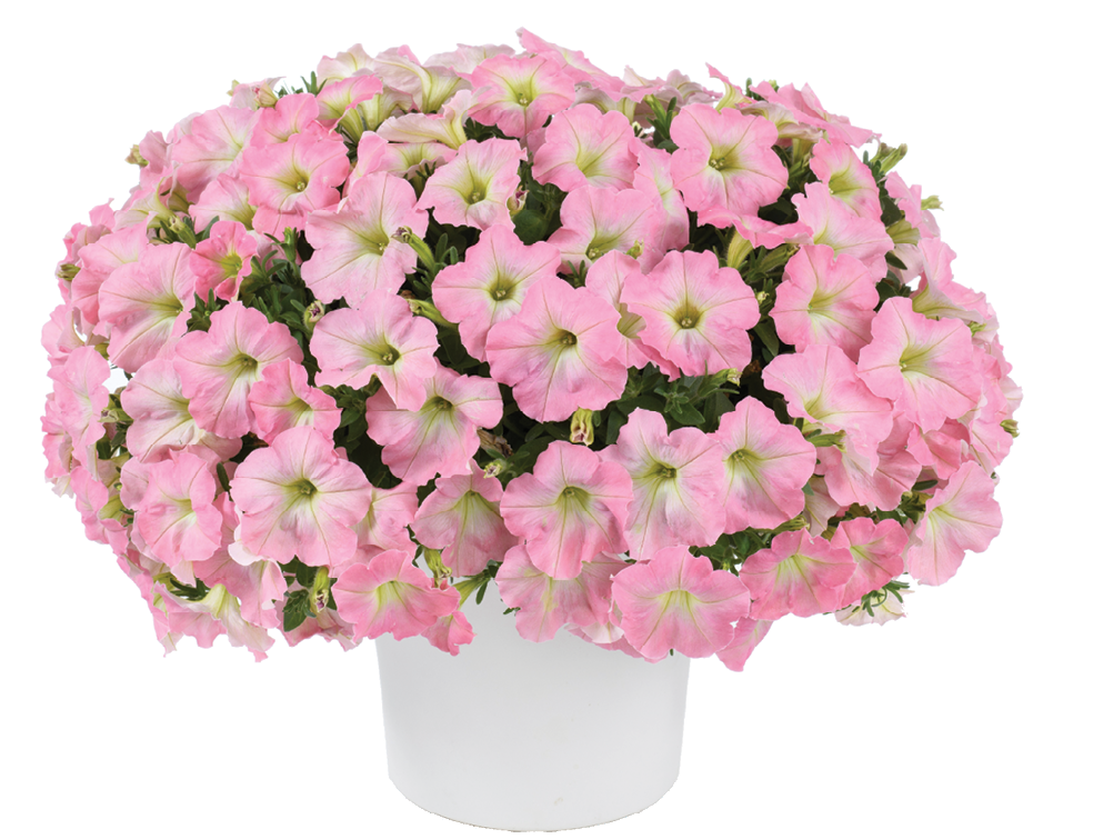 Petunia Capella Hello Yellow - View 15 from www redcrocus com