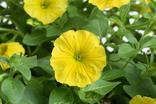 Petunia Capella Hello Yellow - View 1 from www redcrocus com