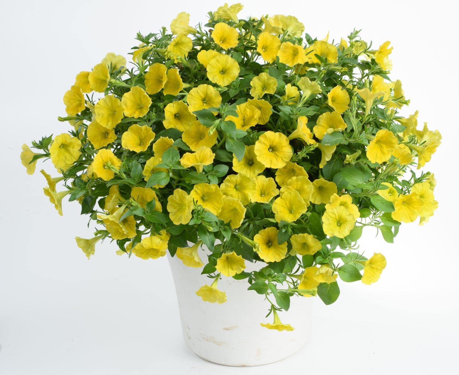 Petunia Capella Hello Yellow - View 4 from www redcrocus com
