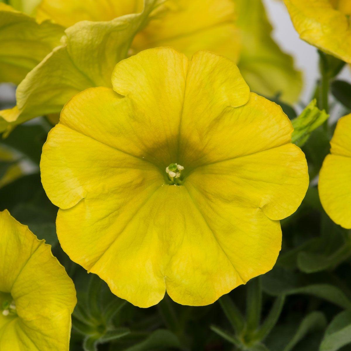 Petunia Capella Hello Yellow - View 9 from www redcrocus com