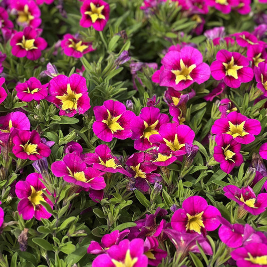 Calibrachoa Cabaret Good Night Kiss - View 1 from www redcrocus com