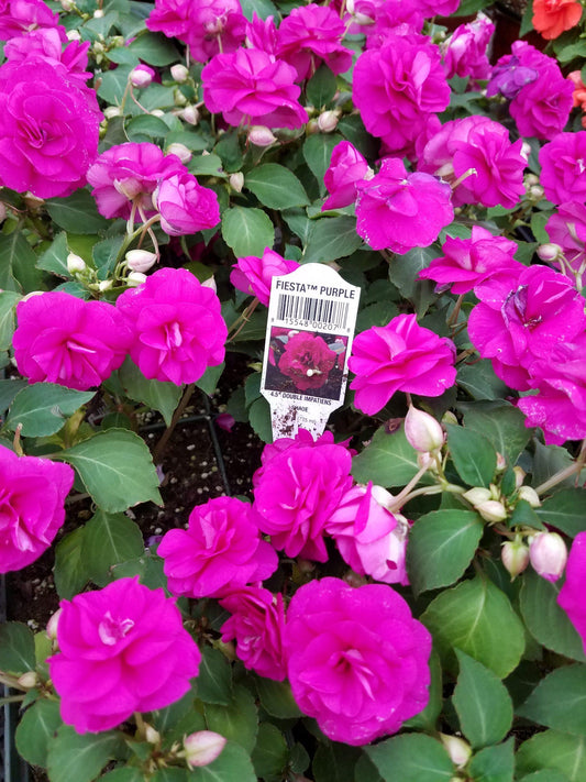 Impatiens Double Fiesta Stardust Purple - View 1 from www redcrocus com
