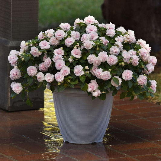 Impatiens Double Glimmer Appleblossom - View 1 from www redcrocus com
