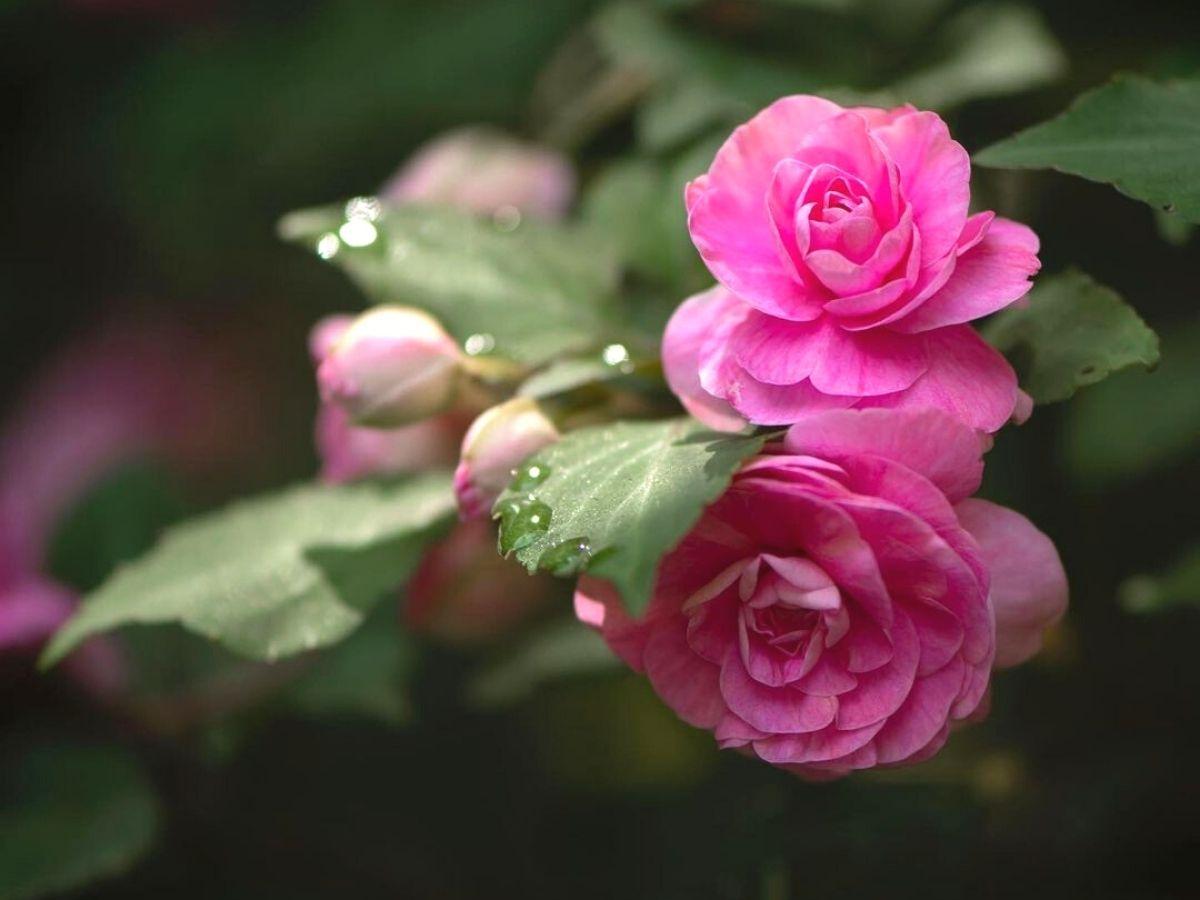 Impatiens Double Glimmer Hot Pink - View 10 from www redcrocus com