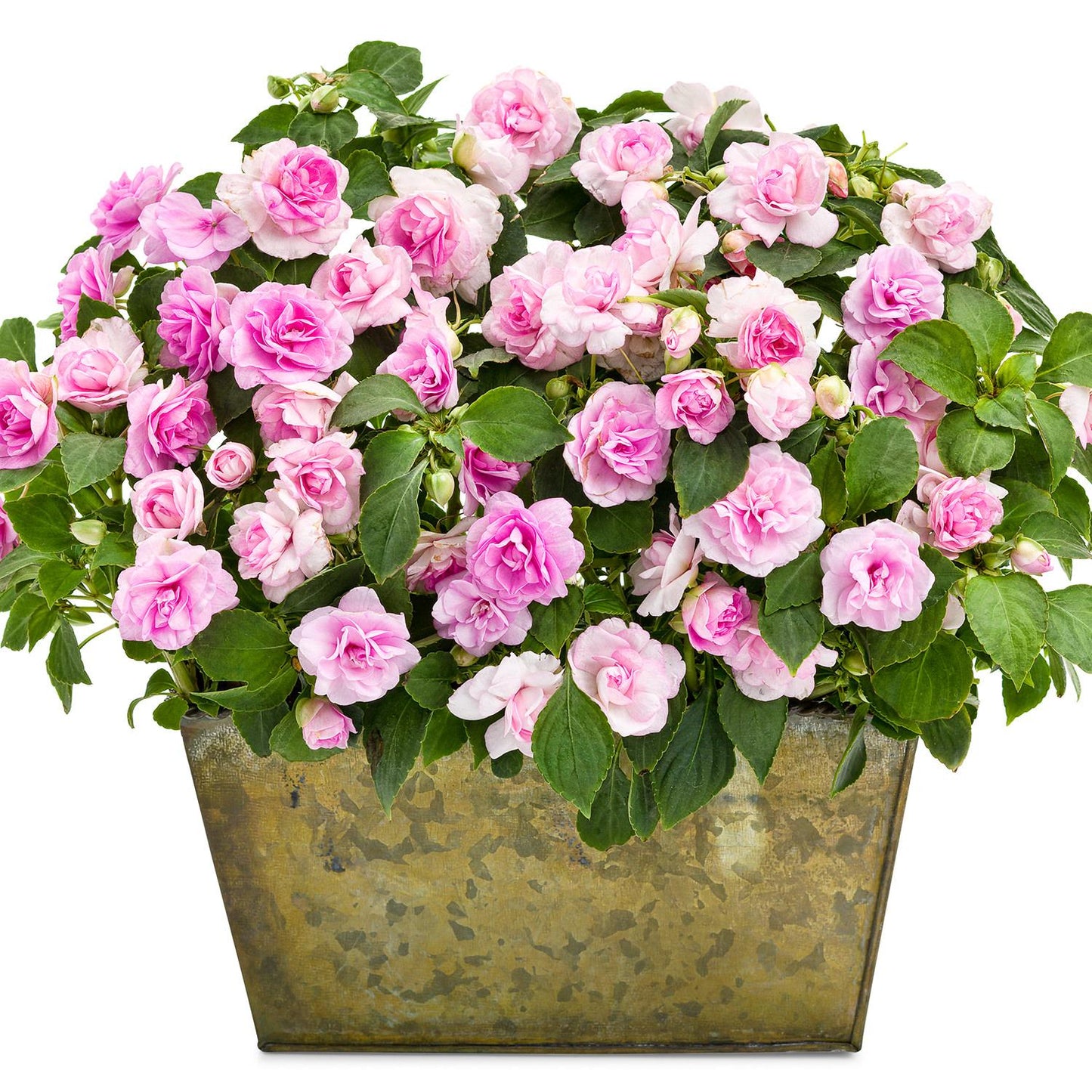 Impatiens Double Glimmer Hot Pink - View 12 from www redcrocus com