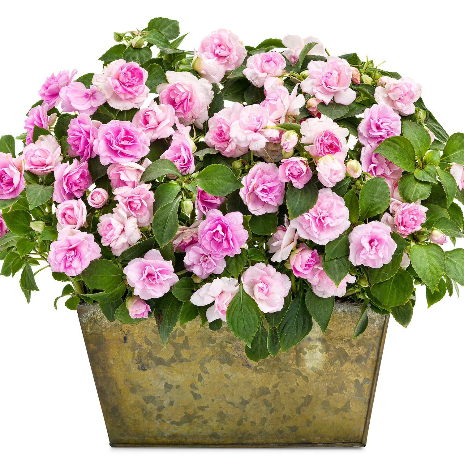 Impatiens Double Glimmer Hot Pink - View 12 from www redcrocus com