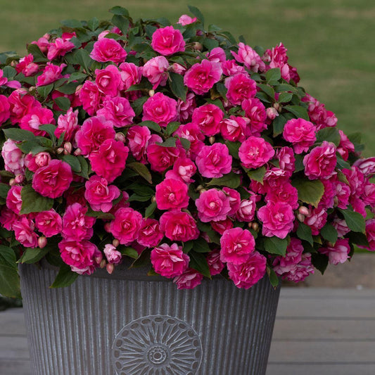 Impatiens Double Glimmer Hot Pink - View 1 from www redcrocus com
