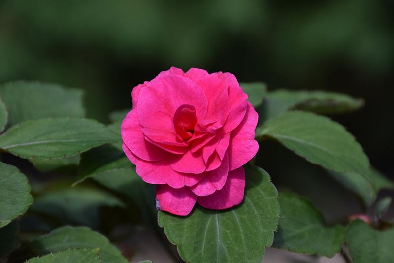 Impatiens Double Glimmer Hot Pink - View 3 from www redcrocus com