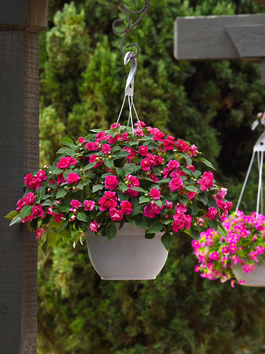 Impatiens Double Glimmer Hot Pink - View 4 from www redcrocus com