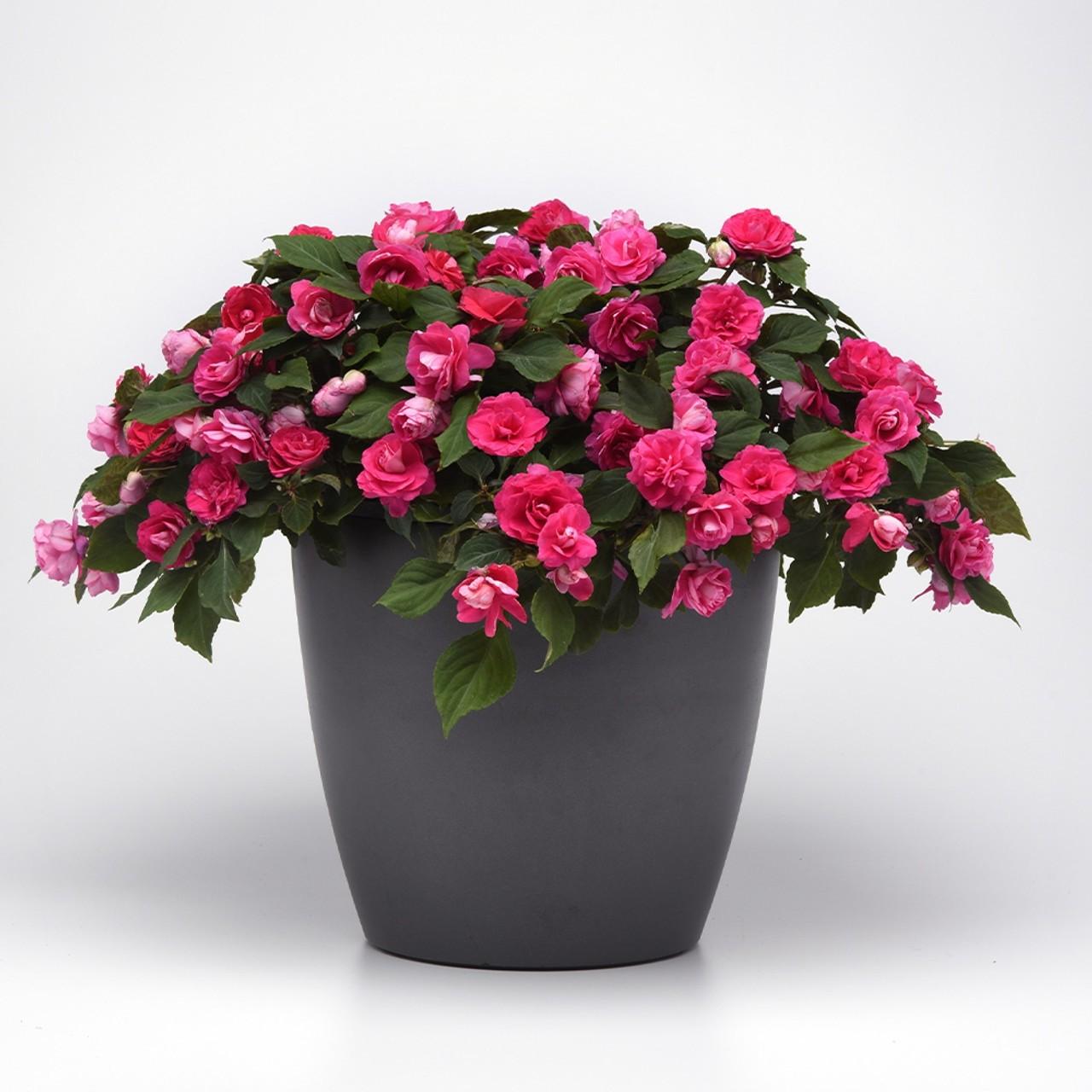 Impatiens Double Glimmer Hot Pink - View 5 from www redcrocus com