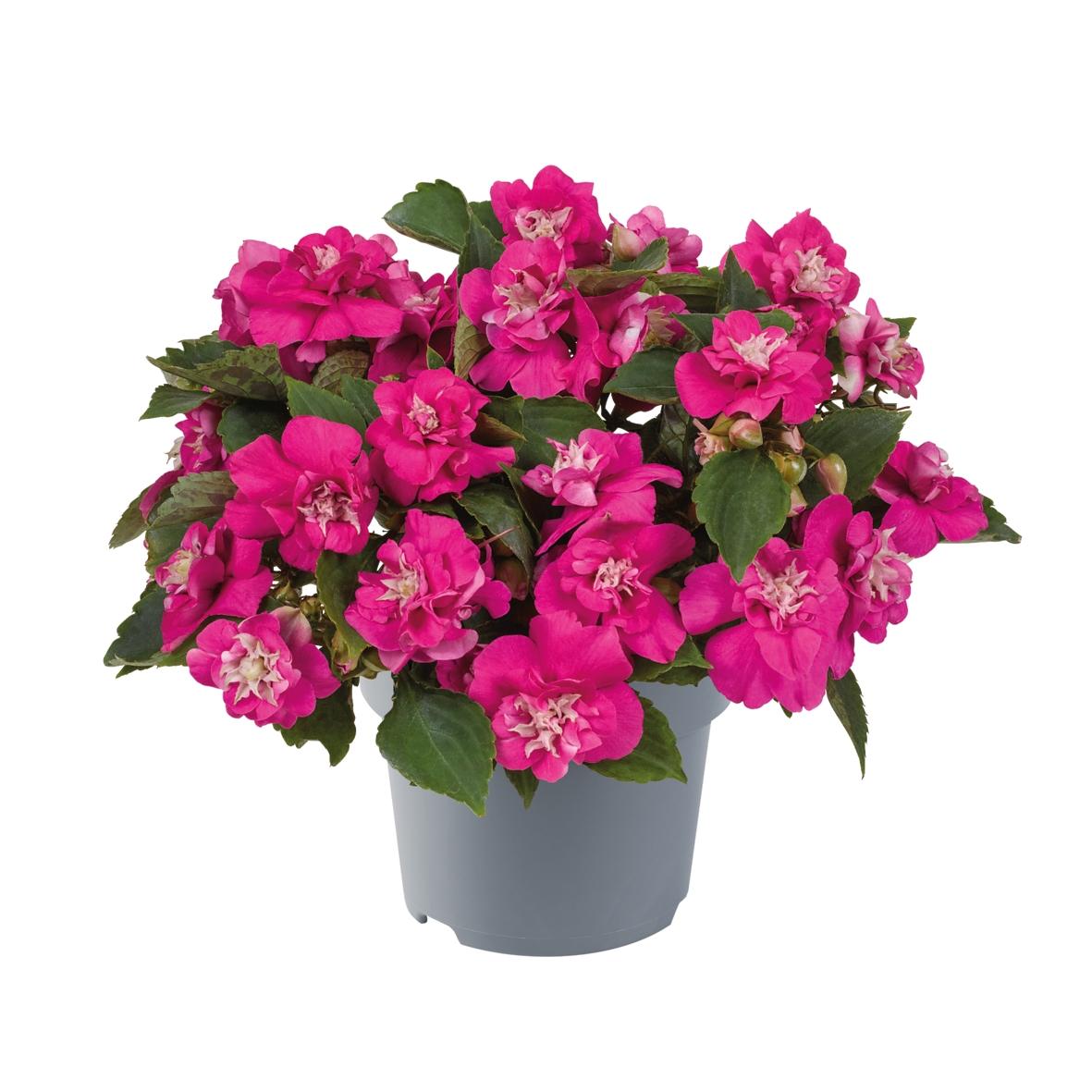 Impatiens Double Glimmer Hot Pink - View 7 from www redcrocus com