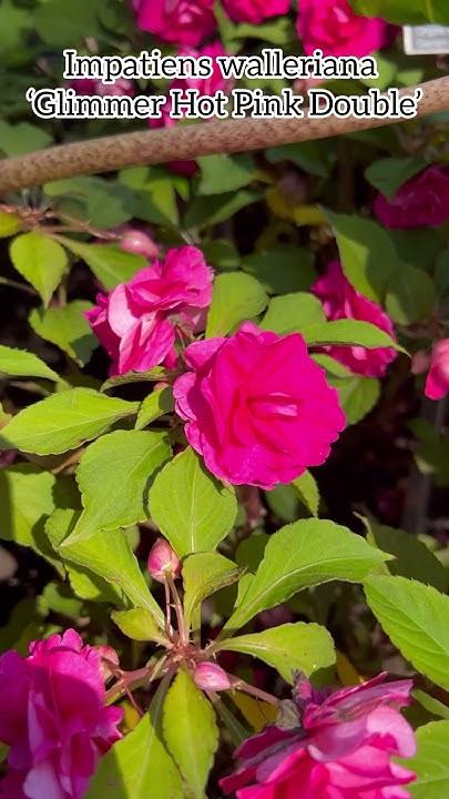 Impatiens Double Glimmer Hot Pink - View 8 from www redcrocus com