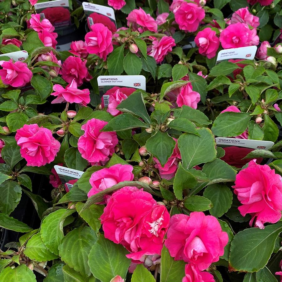 Impatiens Double Glimmer Hot Pink - View 9 from www redcrocus com
