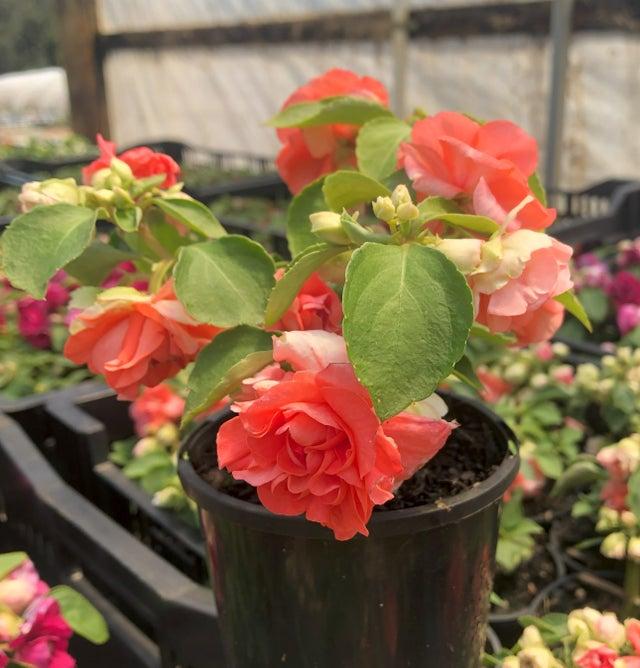Impatiens Double Glimmer Salmon - View 10 from www redcrocus com