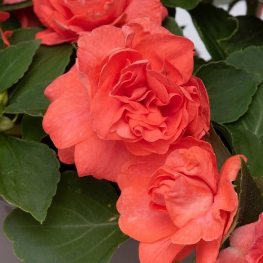 Impatiens Double Glimmer Salmon - View 1 from www redcrocus com