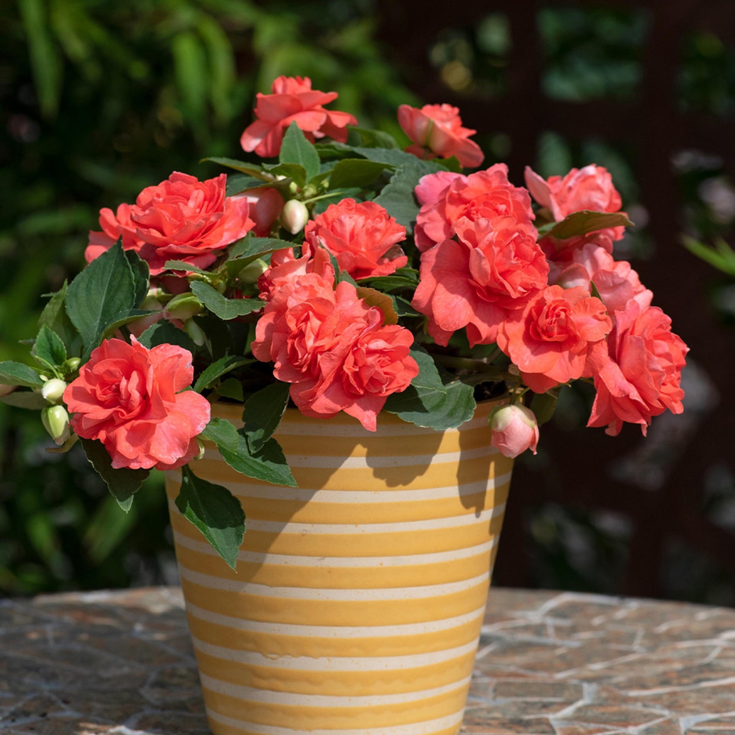 Impatiens Double Glimmer Salmon - View 2 from www redcrocus com