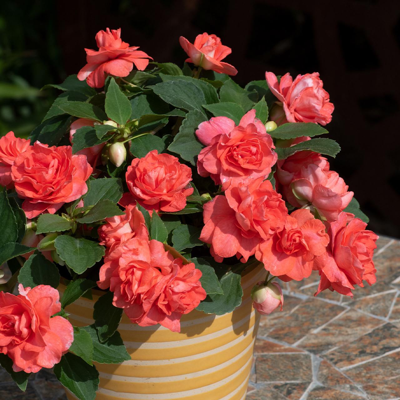 Impatiens Double Glimmer Salmon - View 4 from www redcrocus com