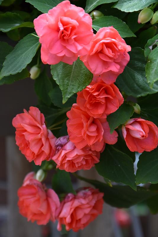 Impatiens Double Glimmer Salmon - View 5 from www redcrocus com