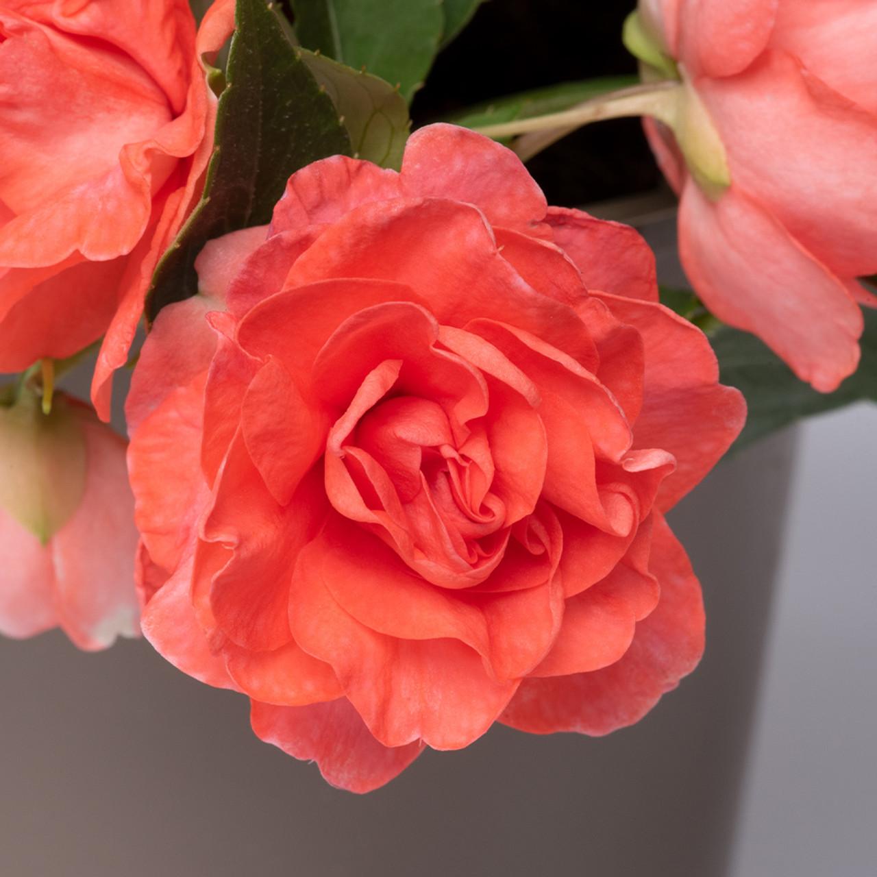 Impatiens Double Glimmer Salmon - View 6 from www redcrocus com