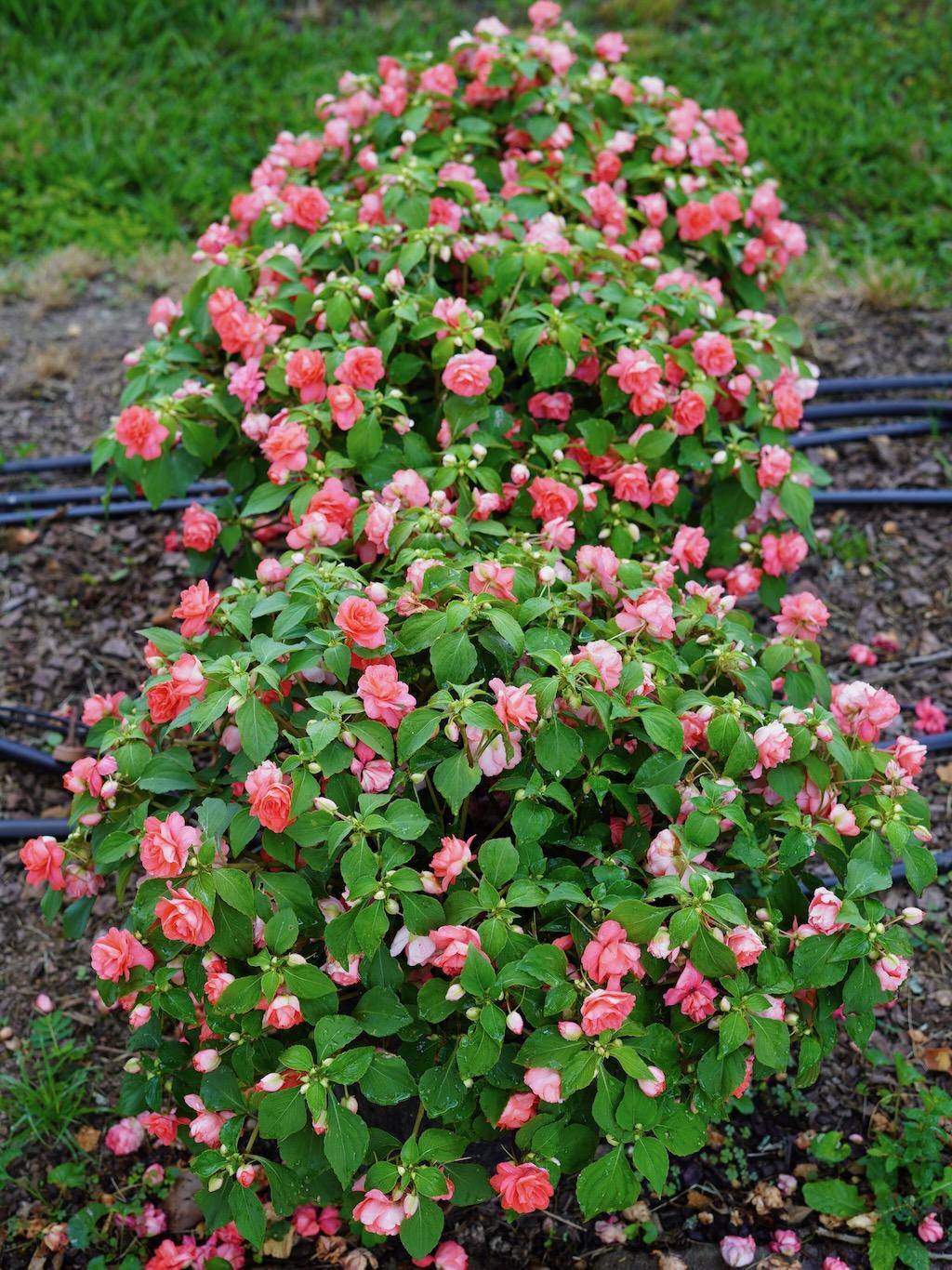 Impatiens Double Glimmer Salmon - View 7 from www redcrocus com