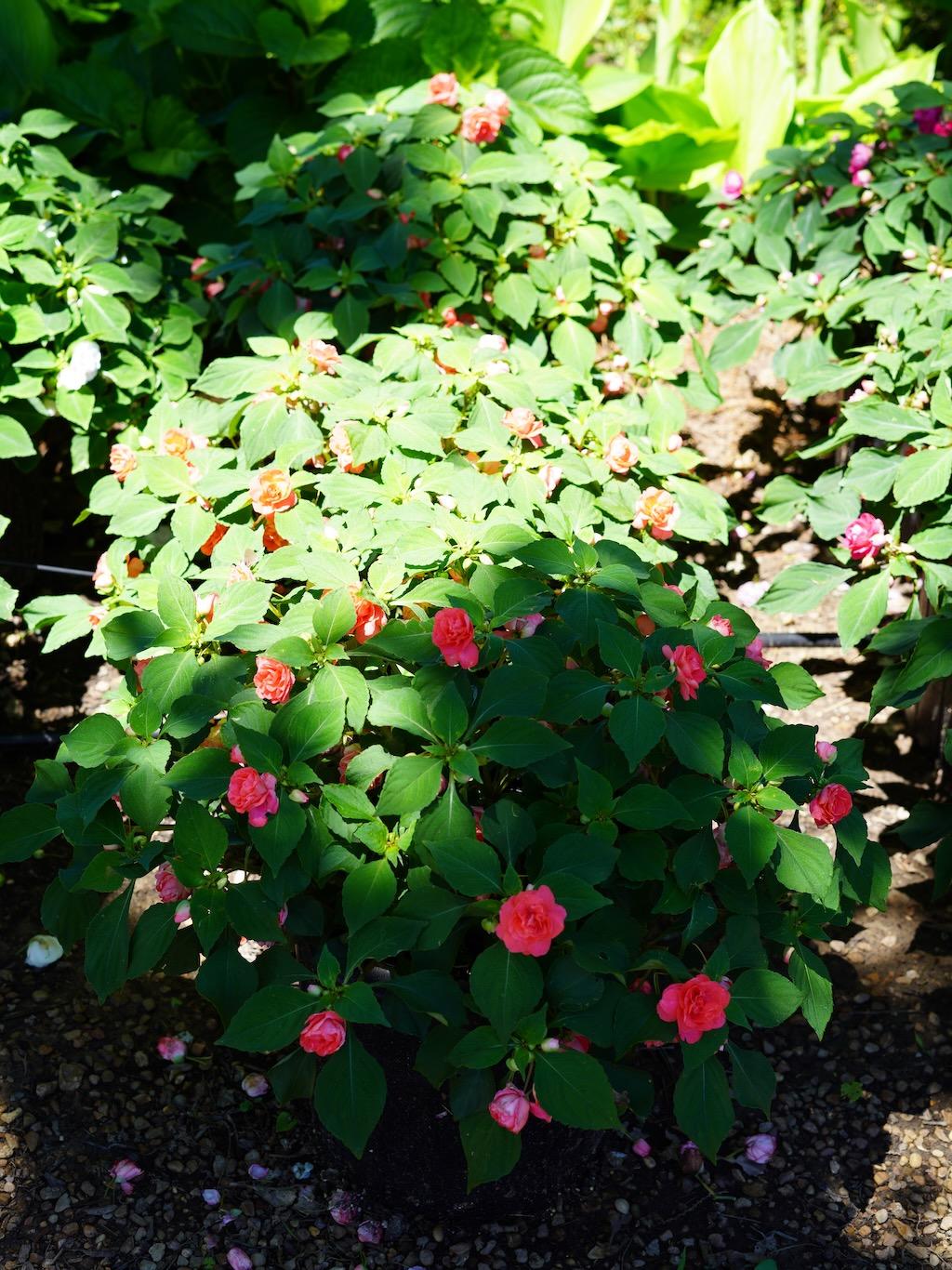 Impatiens Double Glimmer Salmon - View 8 from www redcrocus com