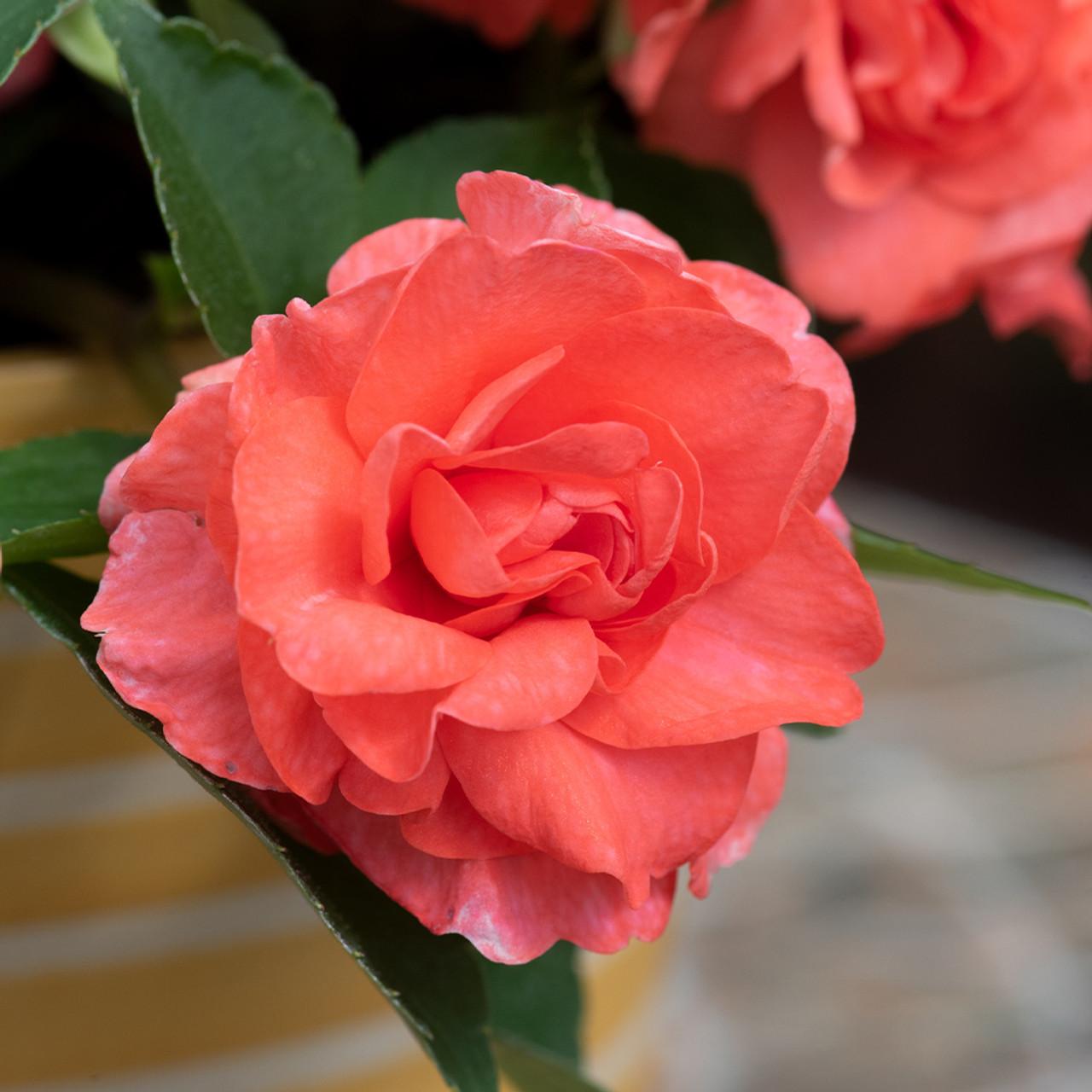 Impatiens Double Glimmer Salmon - View 9 from www redcrocus com