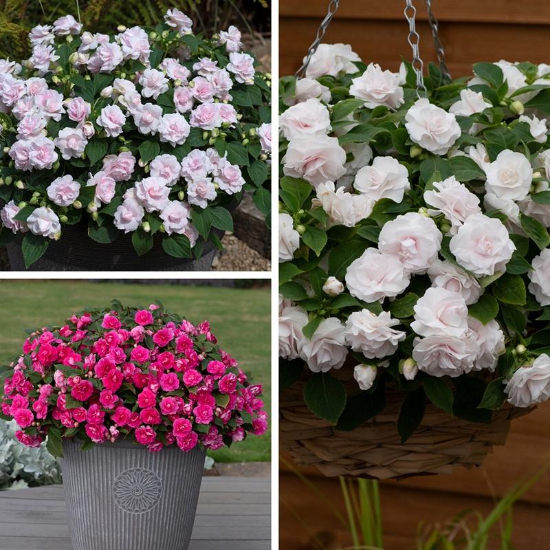 Impatiens Double Glimmer White - View 12 from www redcrocus com