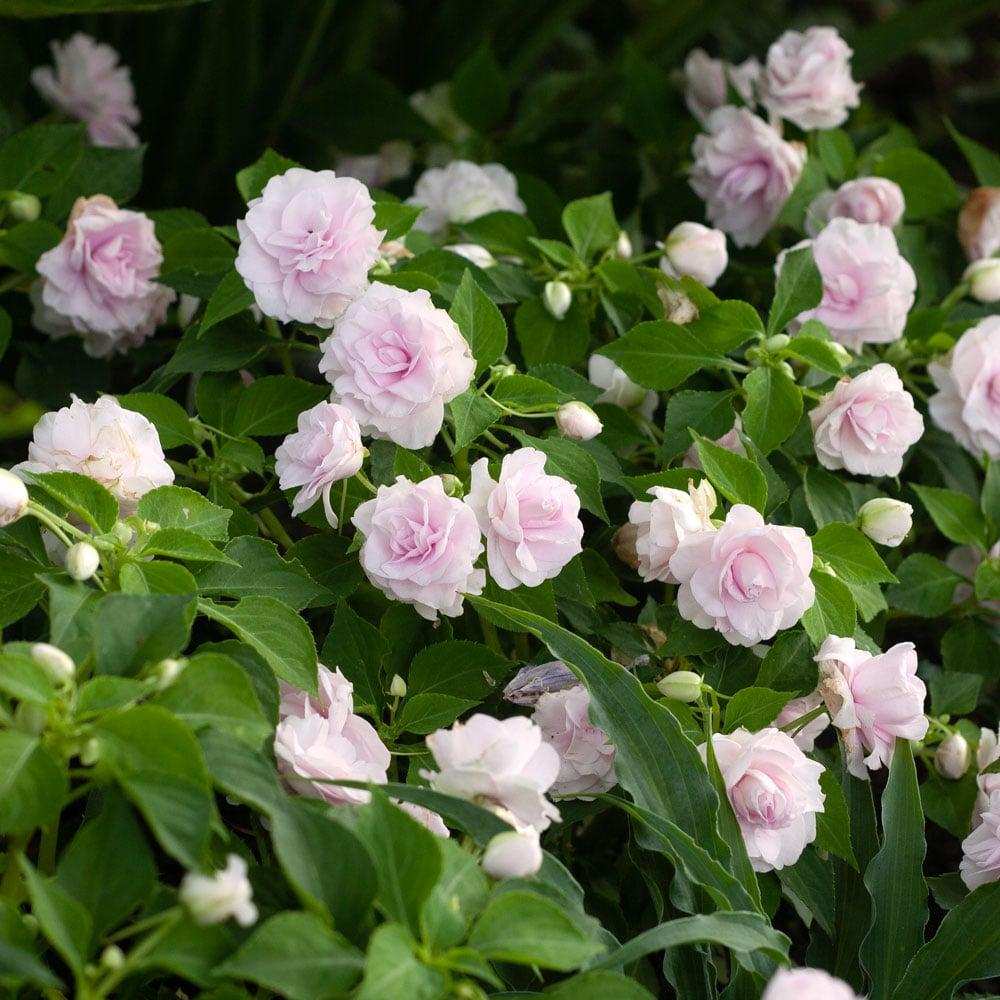 Impatiens Double Glimmer White - View 13 from www redcrocus com