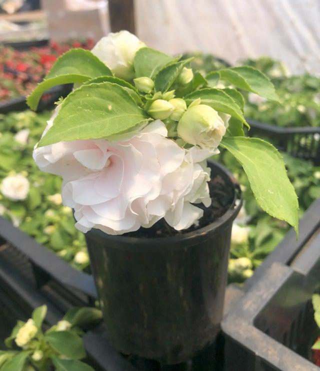 Impatiens Double Glimmer White - View 16 from www redcrocus com