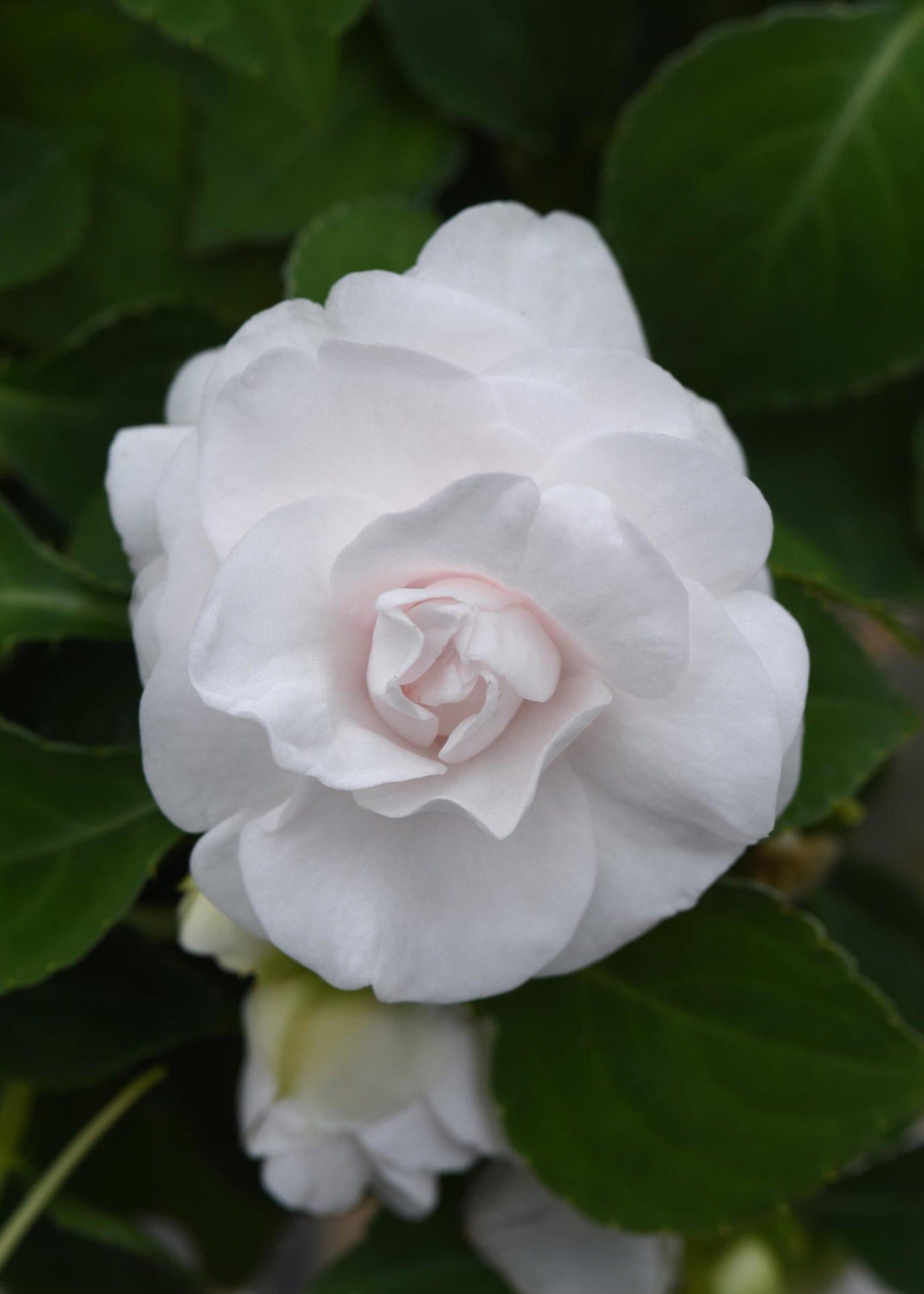 Impatiens Double Glimmer White - View 1 from www redcrocus com