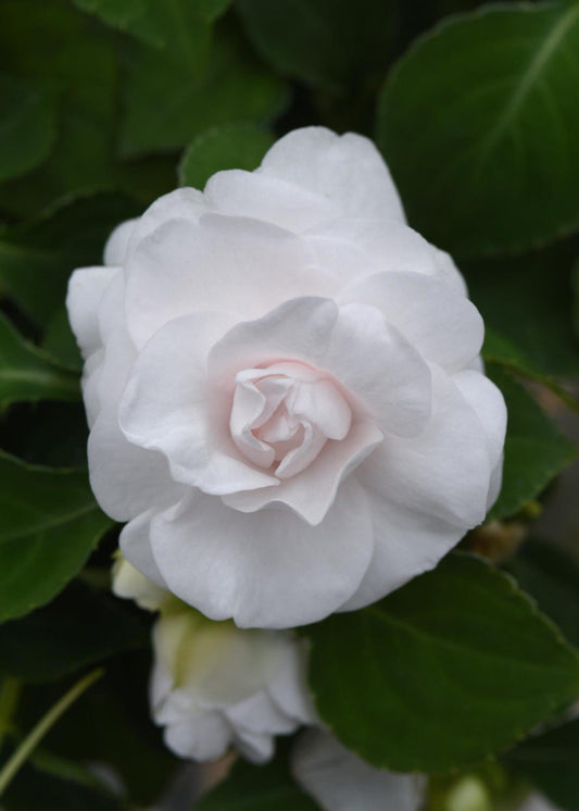 Impatiens Double Glimmer White - View 1 from www redcrocus com