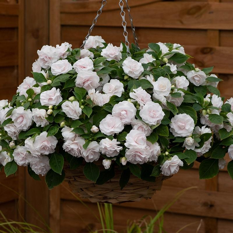 Impatiens Double Glimmer White - View 4 from www redcrocus com