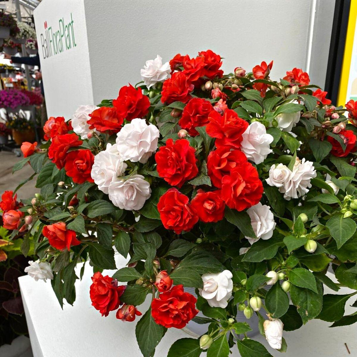 Impatiens Double Glimmer White - View 5 from www redcrocus com