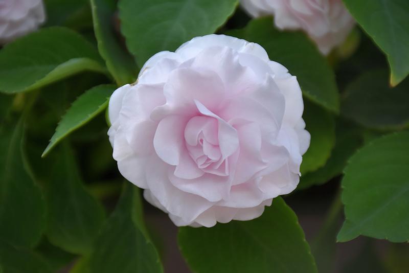 Impatiens Double Glimmer White - View 6 from www redcrocus com