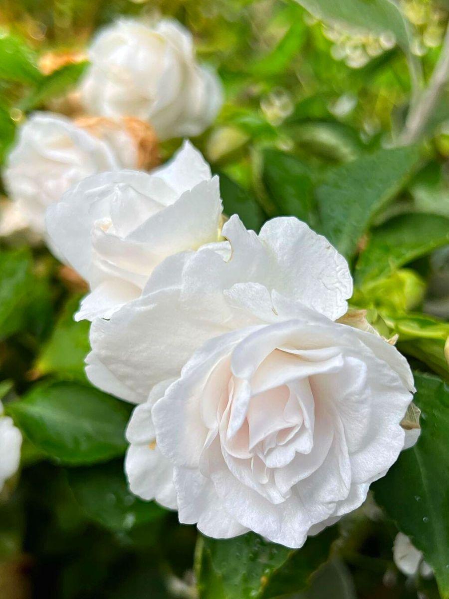 Impatiens Double Glimmer White - View 7 from www redcrocus com