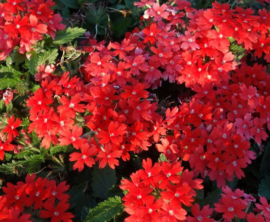 Verbena Lascar Orange Lava - View 1 from www redcrocus com